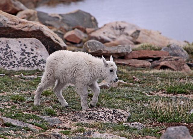 131 mount evans, berggeitje.jpg